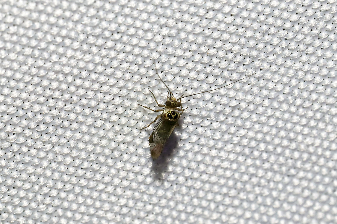 Unknown Barklouse Working on this ID.<br />
At a 365nm UV light at a dense mixed forest edge. Geotagged,Summer,United States