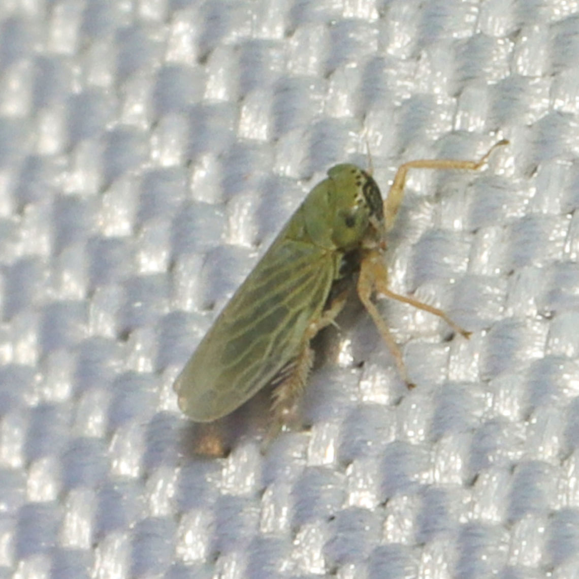 Black-faced Leafhopper (Graminella nigrifrons) At a 365nm UV light at the edge of a dense mixed forest. <br />
<br />
Cute little photobomber! Geotagged,Graminella nigrifrons,United States