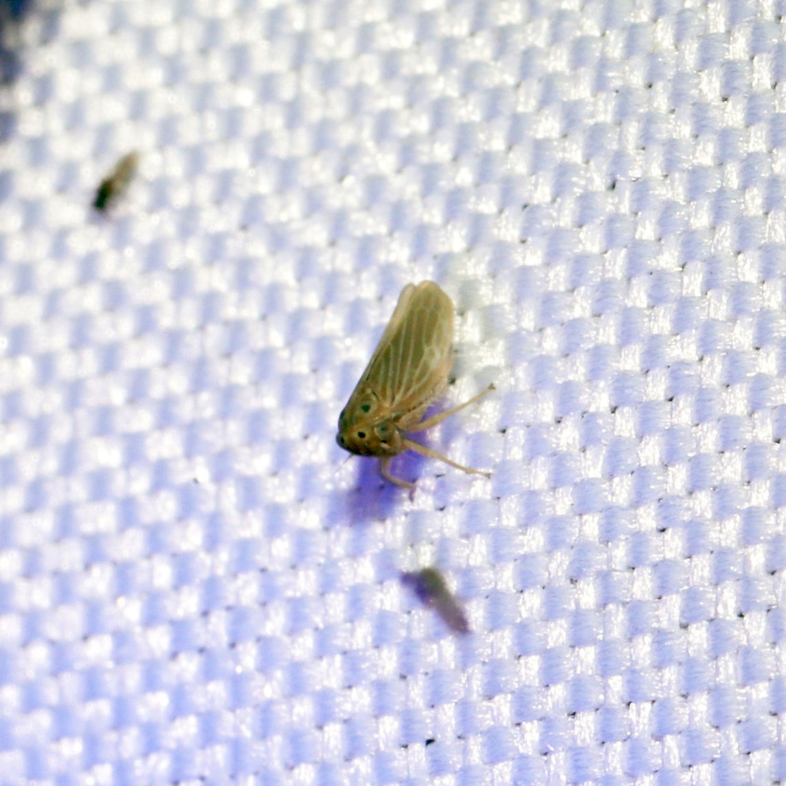 Four-spotted Clover Leafhopper (Agallia quadripunctata) At a 365nm UV light at the edge of a dense mixed forest.<br />
<br />
Cute little photobomber!  Agallia quadripunctata,Four-spotted Clover Leafhopper,Geotagged,Summer,United States