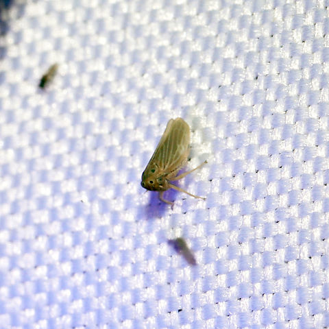Four-spotted Clover Leafhopper (Agallia quadripunctata) At a 365nm UV light at the edge of a dense mixed forest.

Cute little photobomber!  Agallia quadripunctata,Four-spotted Clover Leafhopper,Geotagged,Summer,United States