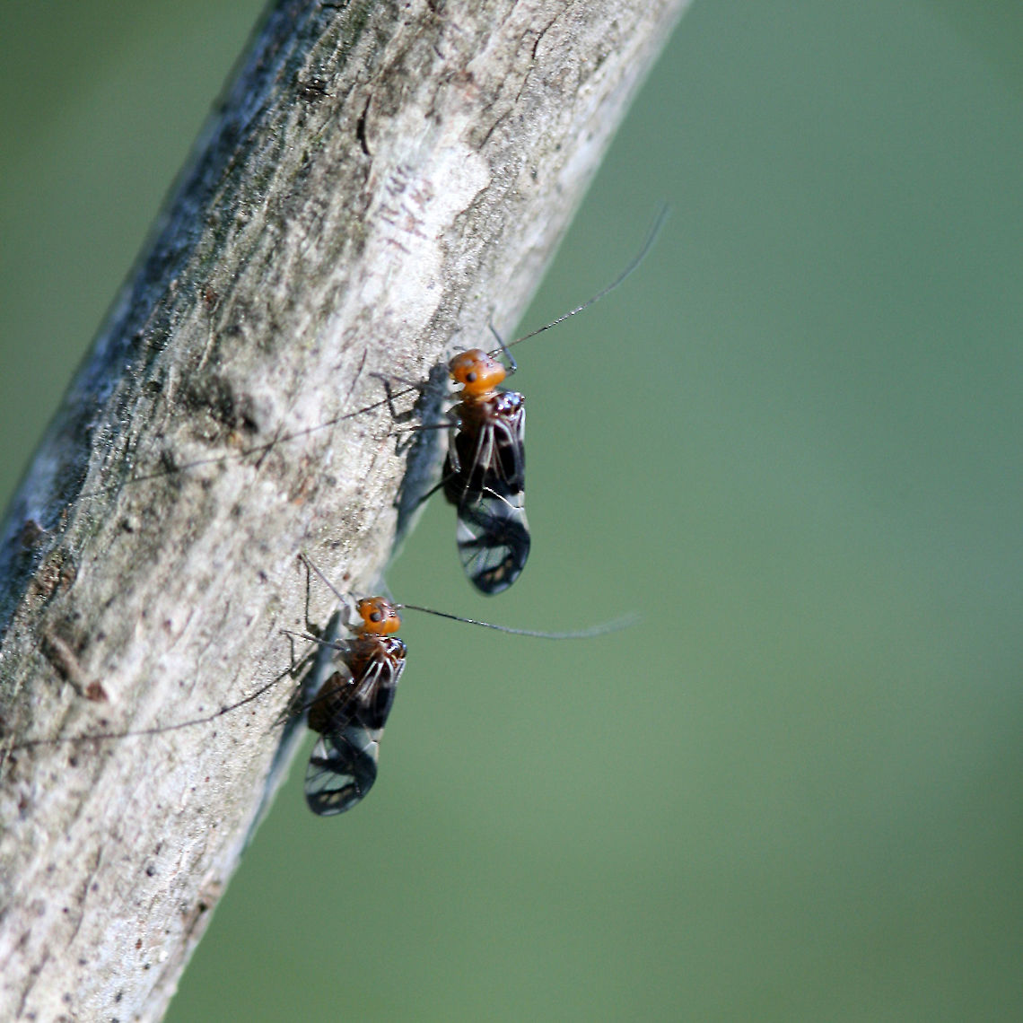 Cerastipsocus trifasciatus Not sure why I never uploaded this photo from 2017! These were found on a fallen branch in a dense mixed forest. Cerastipsocus trifasciatus,Geotagged,United States