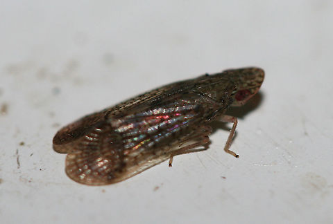 Pelitropis rotulata? Working on this ID right now. An old photograph that was never uploaded here for some reason. Geotagged,Pelitropis rotulata,United States