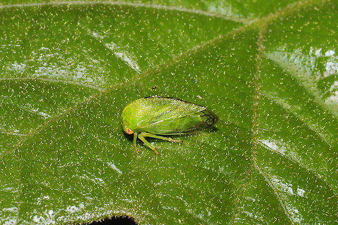 Atymna or Cyrtolobus sp. Working on this one. Found at a dense mixed forest edge. Geotagged,Spring,United States