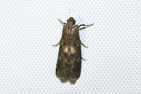 Engel's Salebriaria Moth (Salebriaria engeli) At a 365nm UV light at the edge of a dense mixed forest.  Geotagged,Salebriaria engeli,Summer,United States
