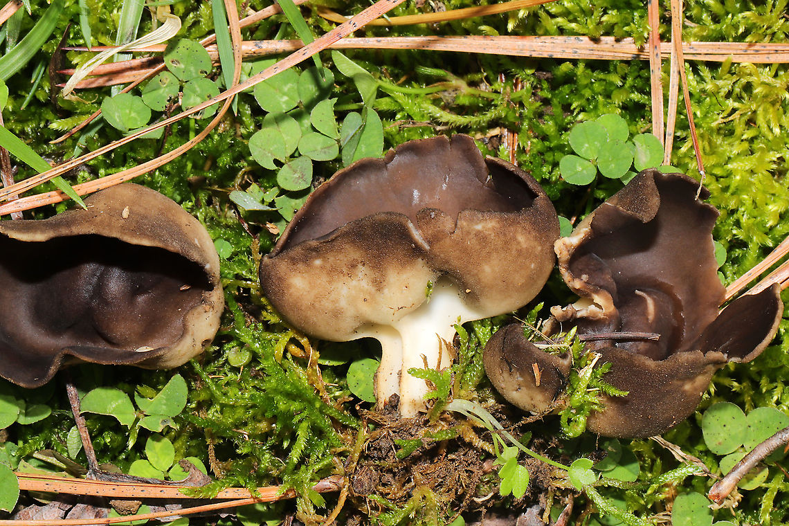 Vinegar Cups (Helvella acetabulum) Half-buried in moss in a flood plain/meadowy area at a forest edge.<br />
<figure class="photo"><a href="https://www.jungledragon.com/image/99705/vinegar_cups_helvella_acetabulum.html" title="Vinegar Cups (Helvella acetabulum)"><img src="https://s3.amazonaws.com/media.jungledragon.com/images/3231/99705_thumb.jpg?AWSAccessKeyId=05GMT0V3GWVNE7GGM1R2&Expires=1767225610&Signature=PFDxrIv%2BGyAzjYgTKIycegVJky4%3D" width="200" height="134" alt="Vinegar Cups (Helvella acetabulum) Half-buried in moss in a flood plain/meadowy area at a forest edge. <br />
https://www.jungledragon.com/image/99704/vinegar_cups_helvella_acetabulum.html Geotagged,Helvella acetabulum,United States,Winter" /></a></figure> Geotagged,Helvella acetabulum,United States,Winter