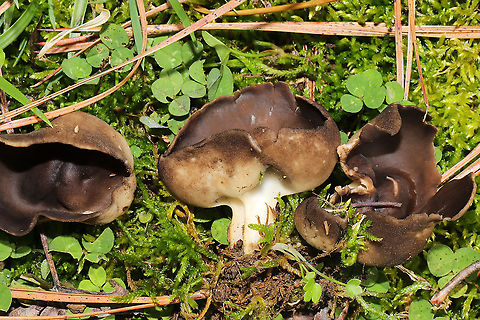 Vinegar Cups (Helvella acetabulum) Half-buried in moss in a flood plain/meadowy area at a forest edge.
https://www.jungledragon.com/image/99705/vinegar_cups_helvella_acetabulum.html Geotagged,Helvella acetabulum,United States,Winter