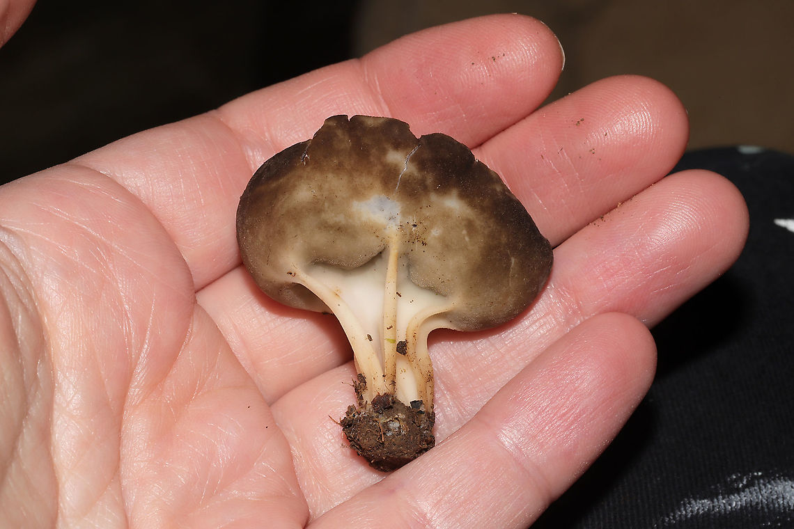 Vinegar Cups (Helvella acetabulum) Half-buried in moss in a flood plain/meadowy area at a forest edge. <br />
<figure class="photo"><a href="https://www.jungledragon.com/image/99704/vinegar_cups_helvella_acetabulum.html" title="Vinegar Cups (Helvella acetabulum)"><img src="https://s3.amazonaws.com/media.jungledragon.com/images/3231/99704_thumb.jpg?AWSAccessKeyId=05GMT0V3GWVNE7GGM1R2&Expires=1767225610&Signature=052t9GWs9sbtdISkozooiQsQexw%3D" width="200" height="134" alt="Vinegar Cups (Helvella acetabulum) Half-buried in moss in a flood plain/meadowy area at a forest edge.<br />
https://www.jungledragon.com/image/99705/vinegar_cups_helvella_acetabulum.html Geotagged,Helvella acetabulum,United States,Winter" /></a></figure> Geotagged,Helvella acetabulum,United States,Winter
