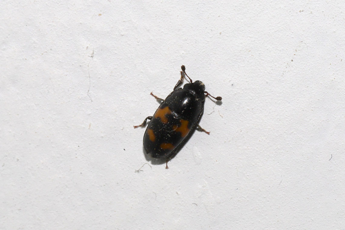 Picnic Beetle (Glischrochilus fasciatus) at the disturbed edge of a dense mixed forest Geotagged,Glischrochilus fasciatus,Picnic Beetle,United States,Winter