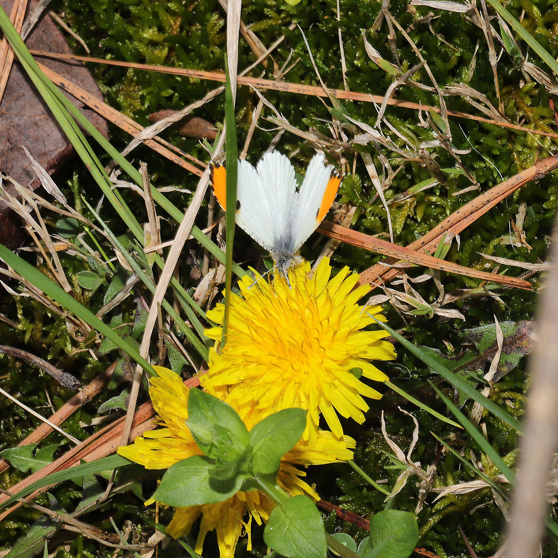 Falcate Orangetip (Anthocharis midea) Crappy shot, but I figured I'd document it anyway!<br />
At the edge of a mixed forest/wetland Anthocharis midea,Falcate orangetip,Geotagged,United States,Winter