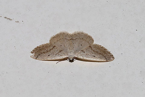Gray Spring Moth (Lomographa glomeraria) at porch lights at a mixed forest edge Geotagged,Gray spring moth,Lomographa glomeraria,United States,Winter