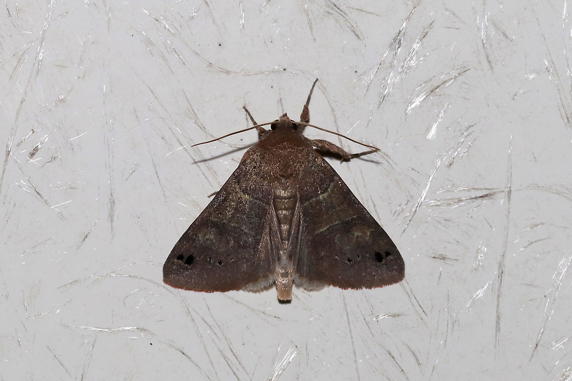 Black-dotted Brown (Cissusa spadix) OOPS! Looks like I ACTUALLY had a clear shot of this one, so I will delete the other.<br />
At my porchlight at a dense mixed forest edge. Black-dotted Brown,Cissusa spadix,Geotagged,United States,Winter