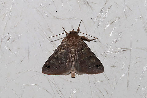 Black-dotted Brown (Cissusa spadix) OOPS! Looks like I ACTUALLY had a clear shot of this one, so I will delete the other.
At my porchlight at a dense mixed forest edge. Black-dotted Brown,Cissusa spadix,Geotagged,United States,Winter