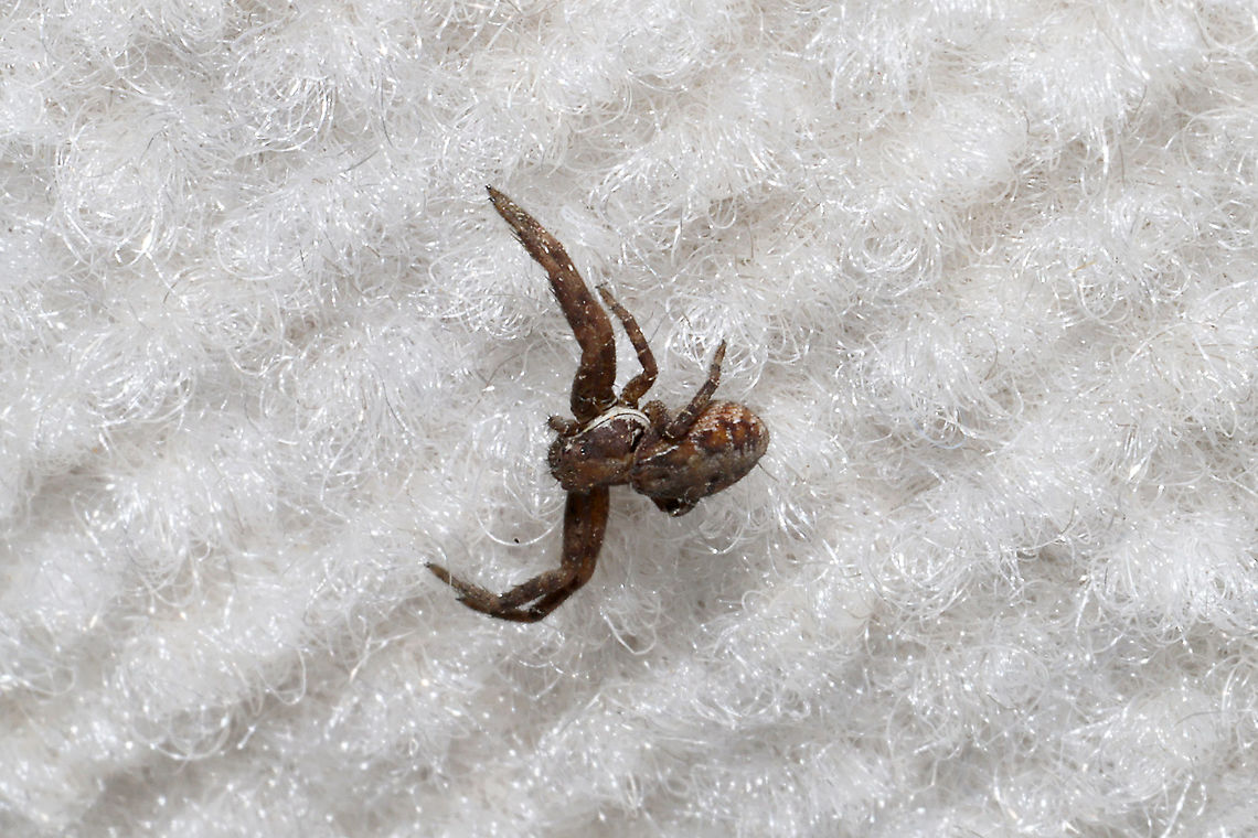 Xysticus punctatus? Not sure if this ID is correct, so please feel free to pitch in. In a building near a dense mixed forest edge. Geotagged,United States,Winter,Xysticus punctatus