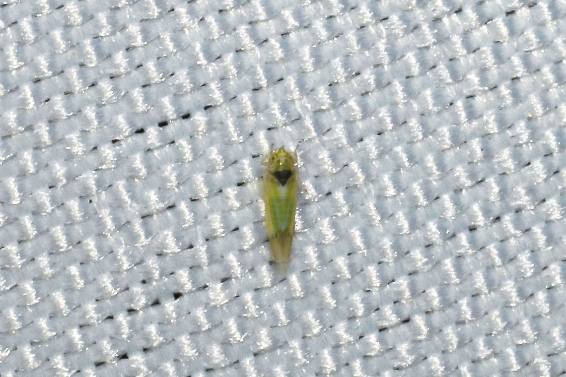 Erythridula penenoeva At a 365nm UV light at a dense mixed forest edge. Erythridula penenoeva,Geotagged,Summer,United States
