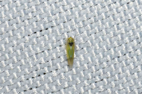 Erythridula penenoeva At a 365nm UV light at a dense mixed forest edge. Erythridula penenoeva,Geotagged,Summer,United States