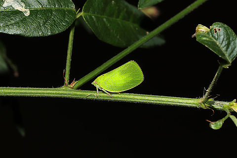 Green Cone-headed Planthopper (Acanalonia conica) At a dense mixed forest edge Acanalonia conica,Geotagged,Green cone-headed planthopper,Summer,United States