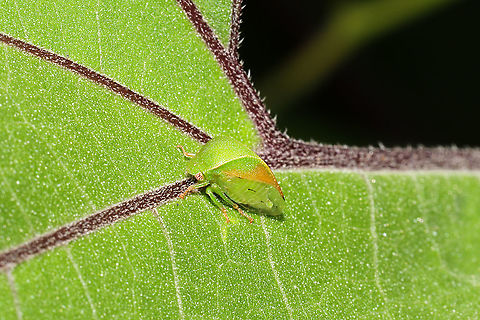 Three-cornered Alfalfa Hopper (Spissistilus festinus) On cocklebur at the edge of a dense mixed forest. Geotagged,Spissistilus festinus,Summer,Three-cornered Alfalfa Hopper,United States