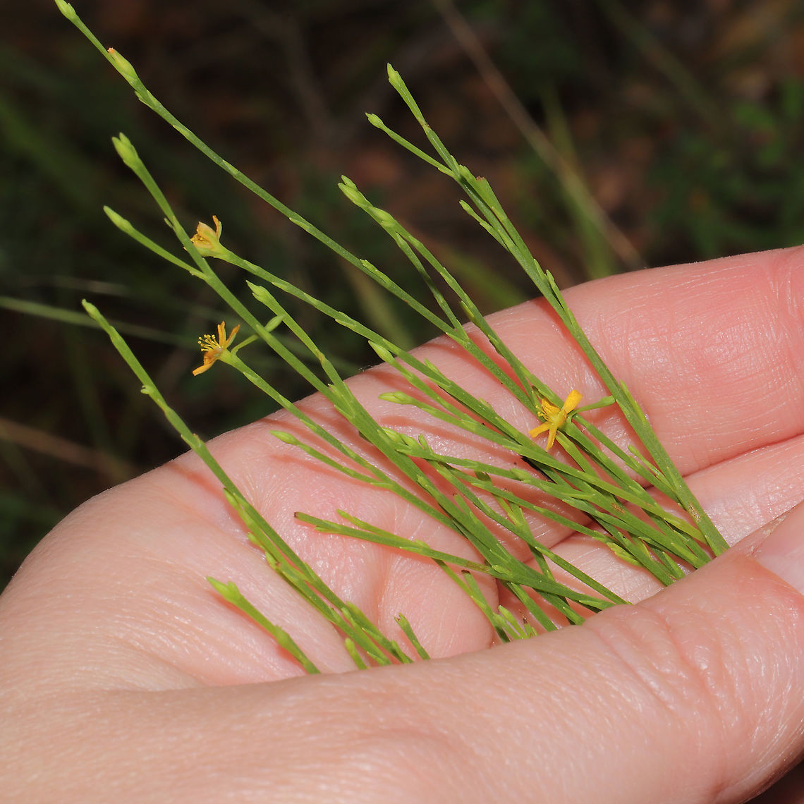 Pineweed (Hypericum gentianoides) At a mixed (mostly pine) forest edge. Going back for better macro shots (when my body will cooperate) as I was too dizzy to stoop down to take decent ones! :D  Geotagged,Hypericum gentianoides,Summer,United States