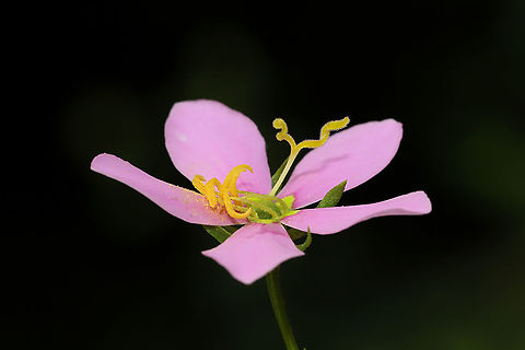 Rosepink (Sabatia angularis) At a dense mixed forest edge, growing on a roadside. Geotagged,Rosepink,Sabatia angularis,Summer,United States