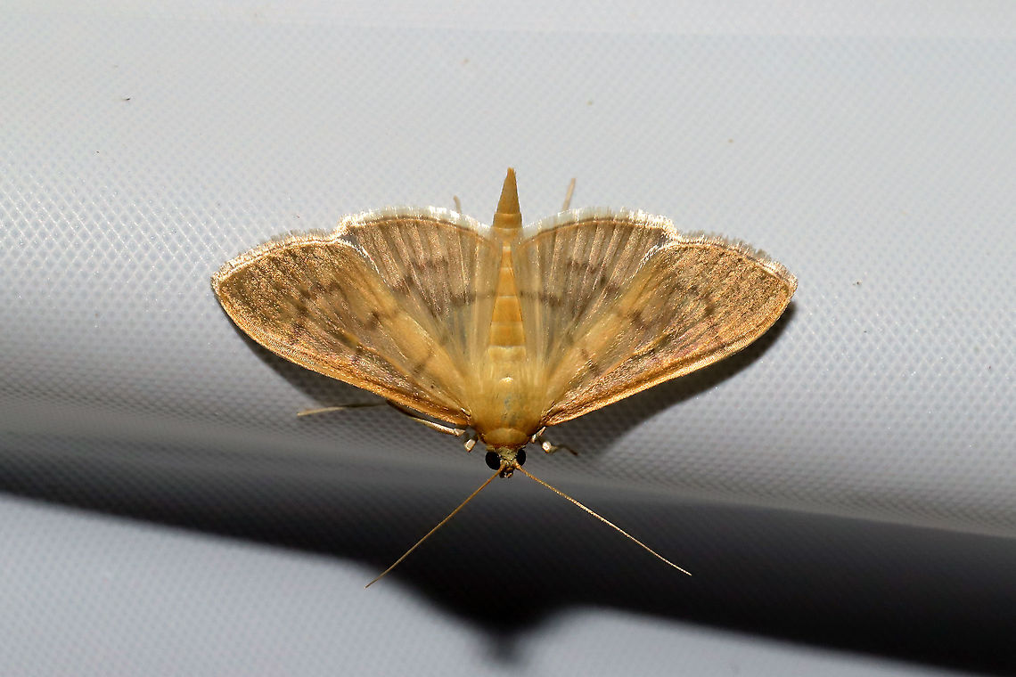 Herbivorous Pleuroptya Moth (Patania silicalis) At a 365nm UV light at a dense mixed forest edge.<br />
<br />
Yay! I finally get to see the adult version! Check out its leafrolling larval form!<br />
<figure class="photo"><a href="https://www.jungledragon.com/image/84343/herbivorous_pleuroptya_moth_patania_silicalis_larva_on_false_nettle_boehmeria_cylindrica.html" title="Herbivorous Pleuroptya Moth (Patania silicalis) Larva?  on False Nettle (Boehmeria cylindrica)"><img src="https://s3.amazonaws.com/media.jungledragon.com/images/3231/84343_thumb.jpg?AWSAccessKeyId=05GMT0V3GWVNE7GGM1R2&Expires=1759968010&Signature=ht2aDhV6Ce7ZSA7us22LH4UvcnE%3D" width="200" height="134" alt="Herbivorous Pleuroptya Moth (Patania silicalis) Larva?  on False Nettle (Boehmeria cylindrica) Leafroller moth larva on False Nettle (Boehmeria cylindrica). At an overgrown dirt roadside at the edge of a dense mixed forest.<br />
<br />
I am thinking of attempting the rearing process with these. This appears to be an early instar.<br />
<br />
Right now, I&#039;m thinking this is the most likely<br />
https://bugguide.net/node/view/1711248 <br />
https://www.jungledragon.com/image/84344/leafroller_moth_larva_on_false_nettle_boehmeria_cylindrica.html Geotagged,Patania silicalis,Summer,United States" /></a></figure> Geotagged,Herbivorous Pleuroptya Moth,Patania silicalis,Summer,United States