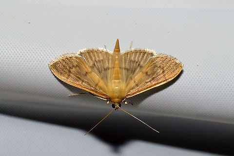 Herbivorous Pleuroptya Moth (Patania silicalis) At a 365nm UV light at a dense mixed forest edge.

Yay! I finally get to see the adult version! Check out its leafrolling larval form!
https://www.jungledragon.com/image/84343/herbivorous_pleuroptya_moth_patania_silicalis_larva_on_false_nettle_boehmeria_cylindrica.html Geotagged,Herbivorous Pleuroptya Moth,Patania silicalis,Summer,United States