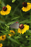 Gray Hairstreak (Strymon melinus) On Southern Sneezeweed at a dense mixed forest edge.<br />
https://www.jungledragon.com/image/99835/gray_hairstreak_strymon_melinus.html Geotagged,Gray Hairstreak,Strymon melinus,Summer,United States