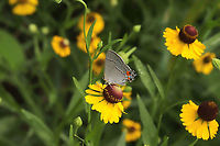 Gray Hairstreak (Strymon melinus) On Southern Sneezeweed at a dense mixed forest edge.<br />
https://www.jungledragon.com/image/99834/gray_hairstreak_strymon_melinus.html Geotagged,Gray Hairstreak,Strymon melinus,Summer,United States