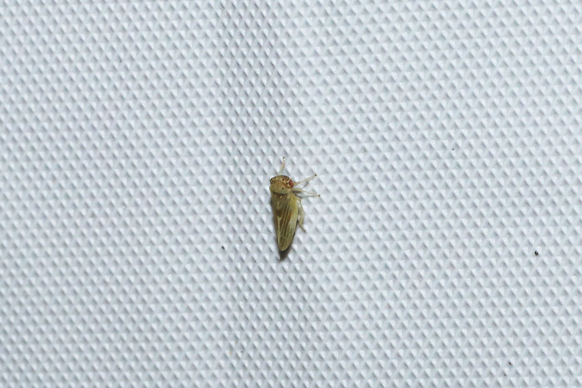 Agalliopsis ancistra At a 365nm UV light at a dense mixed forest edge. Agalliopsis ancistra,Geotagged,Summer,United States