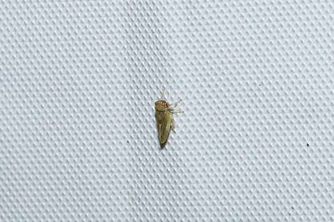 Agalliopsis ancistra At a 365nm UV light at a dense mixed forest edge. Agalliopsis ancistra,Geotagged,Summer,United States