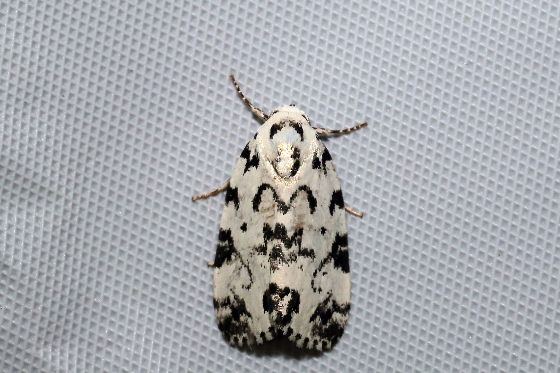 Hebrew Moth (Polygrammate hebraeicum) At a 365nm UV light at a dense mixed forest edge. Geotagged,Hebrew moth,Polygrammate hebraeicum,Summer,United States