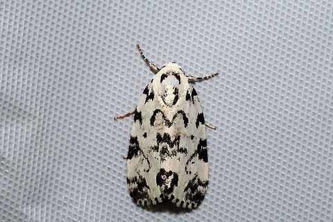 Hebrew Moth (Polygrammate hebraeicum) At a 365nm UV light at a dense mixed forest edge. Geotagged,Hebrew moth,Polygrammate hebraeicum,Summer,United States