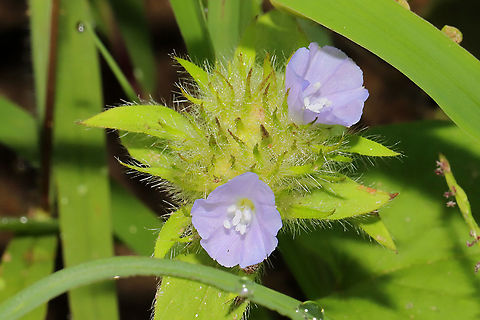 Hairy Cluster-Vine (Jacquemontia tamnifolia) At a dense mixed forest edge (on silty topsoil that was brought in in recent months) Geotagged,Hairy Cluster-Vine,Jacquemontia tamnifolia,Summer,United States