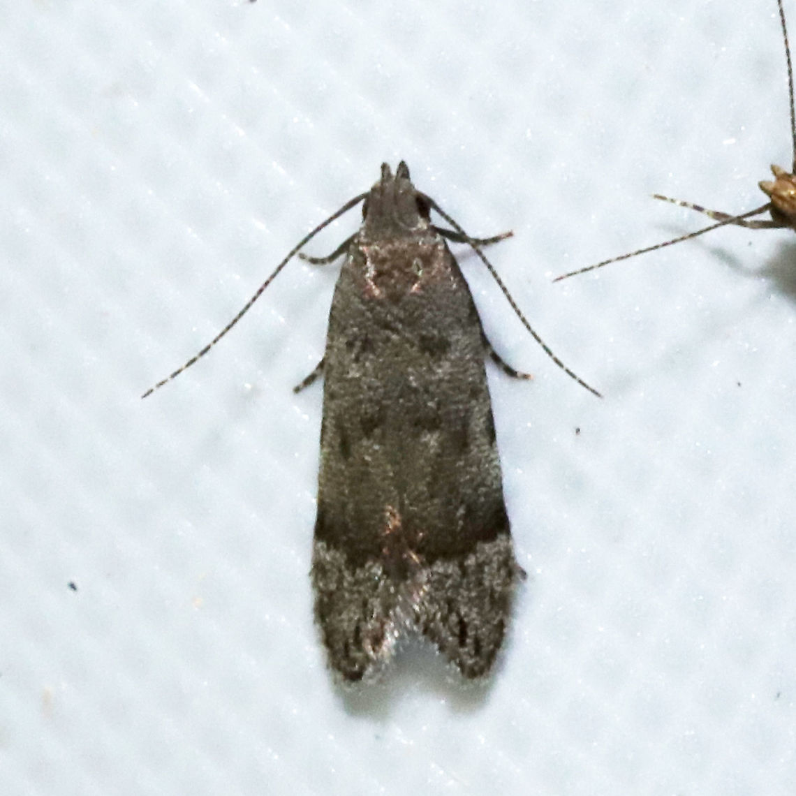 Anacampsis conclusella At a 365nm UV light at a dense mixed forest edge.<br />
<br />
Thanks, Ferdy, for the app recommendation! It helped me narrow this one down finally! Anacampsis conclusella,Geotagged,Summer,United States