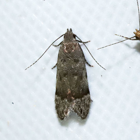 Anacampsis conclusella At a 365nm UV light at a dense mixed forest edge.

Thanks, Ferdy, for the app recommendation! It helped me narrow this one down finally! Anacampsis conclusella,Geotagged,Summer,United States