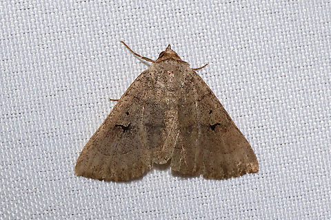 Brown Panopoda Moth (Panopoda carneicosta) At a 365nm UV light at dense mixed forest edge. Brown Panopoda,Geotagged,Panopoda carneicosta,Summer,United States