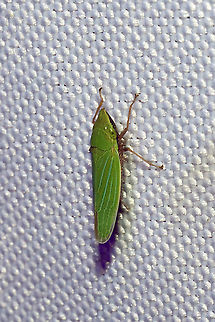 Draeculacephala robinsoni At a 365nm UV light at a dense mixed forest edge. Draeculacephala robinsoni,Geotagged,Summer,United States