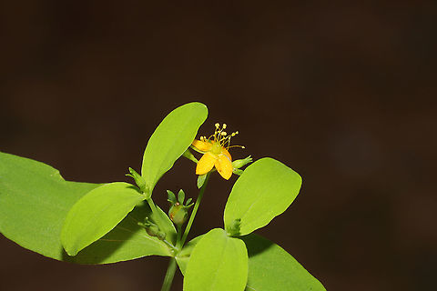 Dwarf St. John's Wort (Hypericum mutilum) Growing on a chert driveway at a dense mixed forest edge. Dwarf St. John's-wort,Geotagged,Hypericum mutilum,Summer,United States