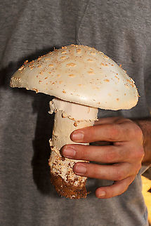 Amanita canescens ID Tentative. This monster was pushing up through our chert driveway at the edge of a dense mixed forest. Near oak trees.
https://www.jungledragon.com/image/99928/amanita_canescens.html
 Amanita canescens,Geotagged,Summer,United States