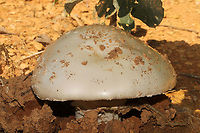 Amanita canescens ID Tentative.<br />
<br />
This monster was pushing up through our chert driveway at the edge of a dense mixed forest. Near oak trees. <br />
https://www.jungledragon.com/image/99927/amanita_canescens.html Amanita canescens,Geotagged,Summer,United States