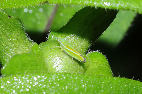 Versute Sharpshooter (Graphocephala versuta) At a dense mixed forest edge. Geotagged,Graphocephala versuta,Summer,United States