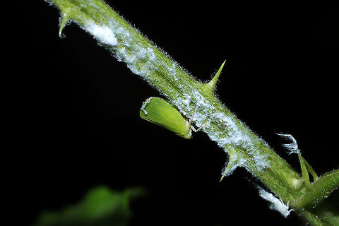 Acanalonia sp. At a dense mixed forest edge. 
Two life stages (adult and nymph) in this photo I think? Geotagged,Summer,United States