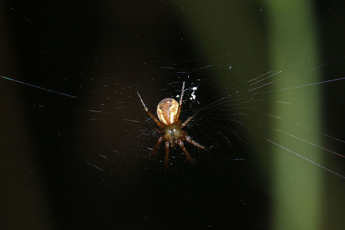 Tuft-legged Orbweaver (Mangora placida) Web at a dense mixed forest edge. Individual is a juvenile. Geotagged,Mangora placida,Summer,Tuft-legged Orbweaver,United States