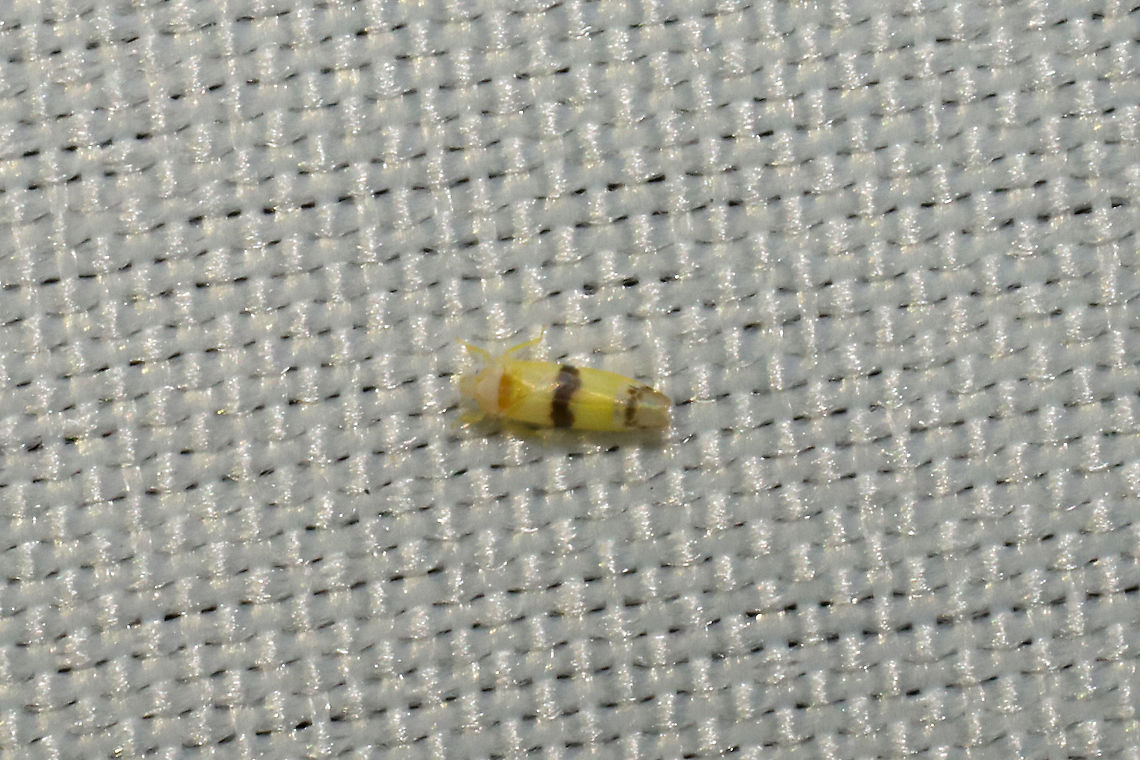 Empoa subgenus Empoa Working on this ID (headed to bed so too tired to sort out the lookalikes)!<br />
At a 365nm UV light at a dense mixed forest edge.<br />
Possibilities:<br />
E. rubricola<br />
E. gillettei<br />
E. saffrana Geotagged,Summer,United States