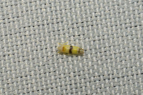 Empoa subgenus Empoa Working on this ID (headed to bed so too tired to sort out the lookalikes)!
At a 365nm UV light at a dense mixed forest edge.
Possibilities:
E. rubricola
E. gillettei
E. saffrana Geotagged,Summer,United States