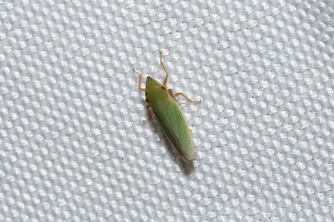Draeculacephala antica At a 365nm UV light at a dense mixed forest edge. Draeculacephala antica,Geotagged,Summer,United States