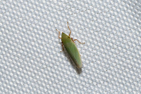 Draeculacephala antica At a 365nm UV light at a dense mixed forest edge. Draeculacephala antica,Geotagged,Summer,United States