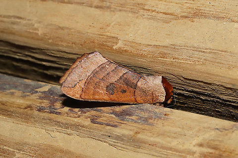 Drexel's Datana Moth (Datana drexelii)? At a 365nm UV light at a dense mixed forest edge. Datana drexelii,Datana perspicua,Drexel's Datana,Geotagged,Summer,United States