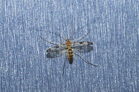 Macrocera sp.? At a 395nm UV light at the edge of a dense mixed forest. Geotagged,Summer,United States