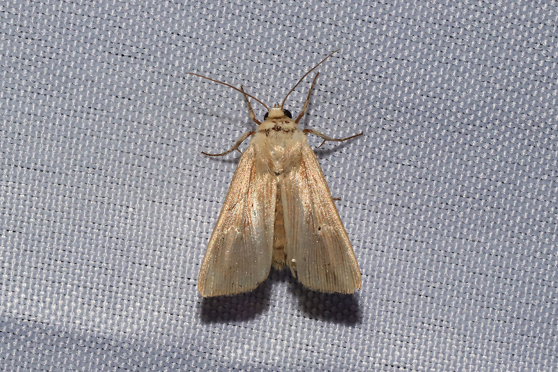 Lesser Wainscot (Mythimna oxygala) at a 395nm UV light at a dense mixed forest edge. Geotagged,Mythimna oxygala,Summer,United States