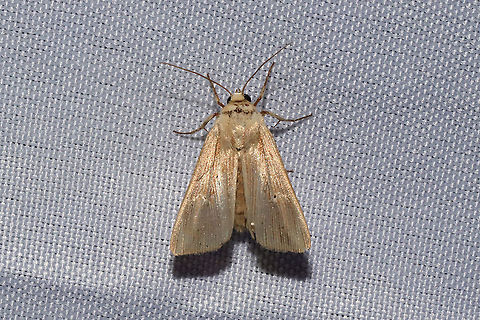 Lesser Wainscot (Mythimna oxygala) at a 395nm UV light at a dense mixed forest edge. Geotagged,Mythimna oxygala,Summer,United States